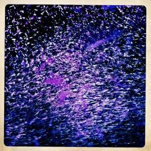 Paarse regen Paarse regen